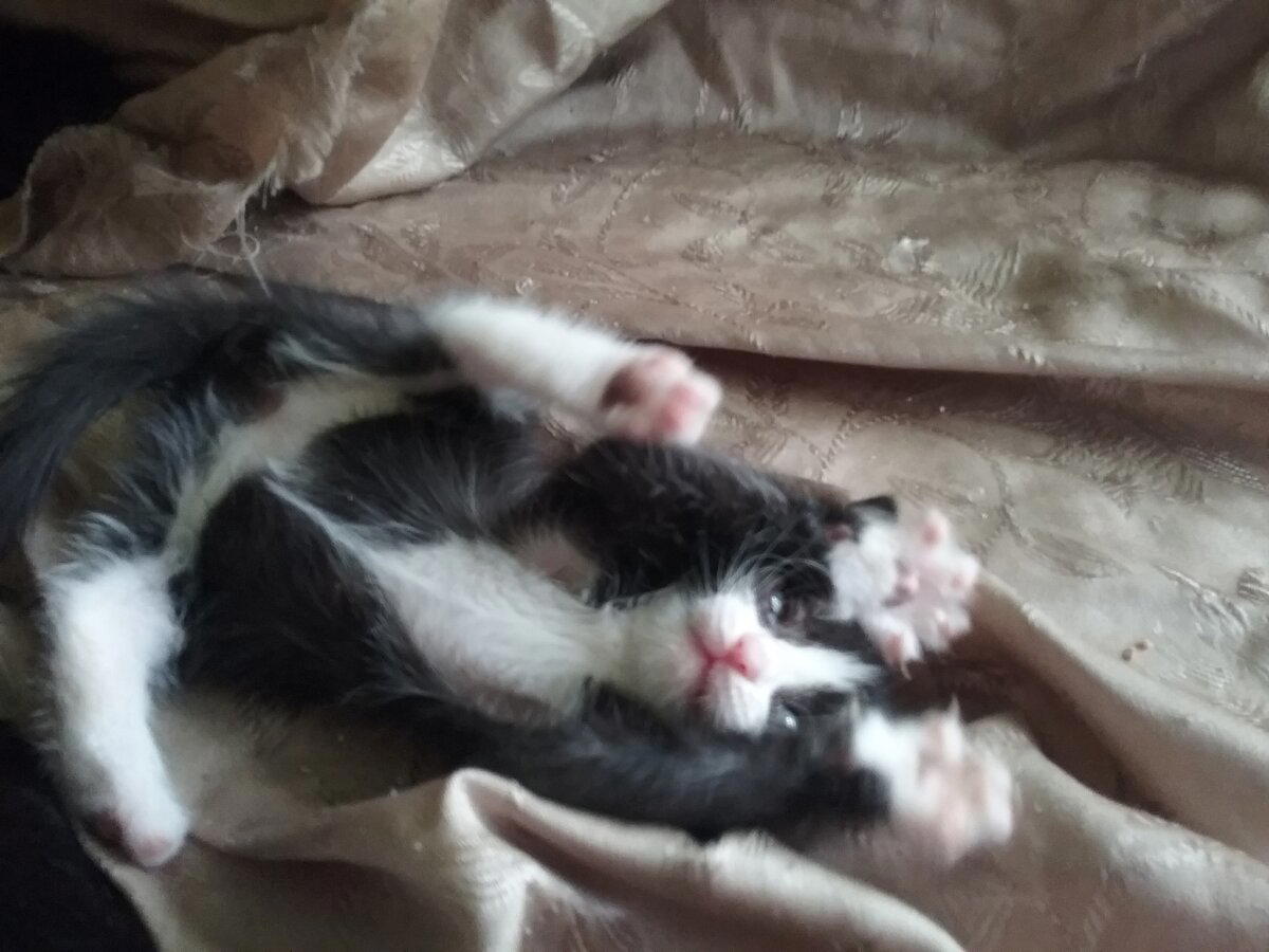 Продолжение поста «КОТОвасия»