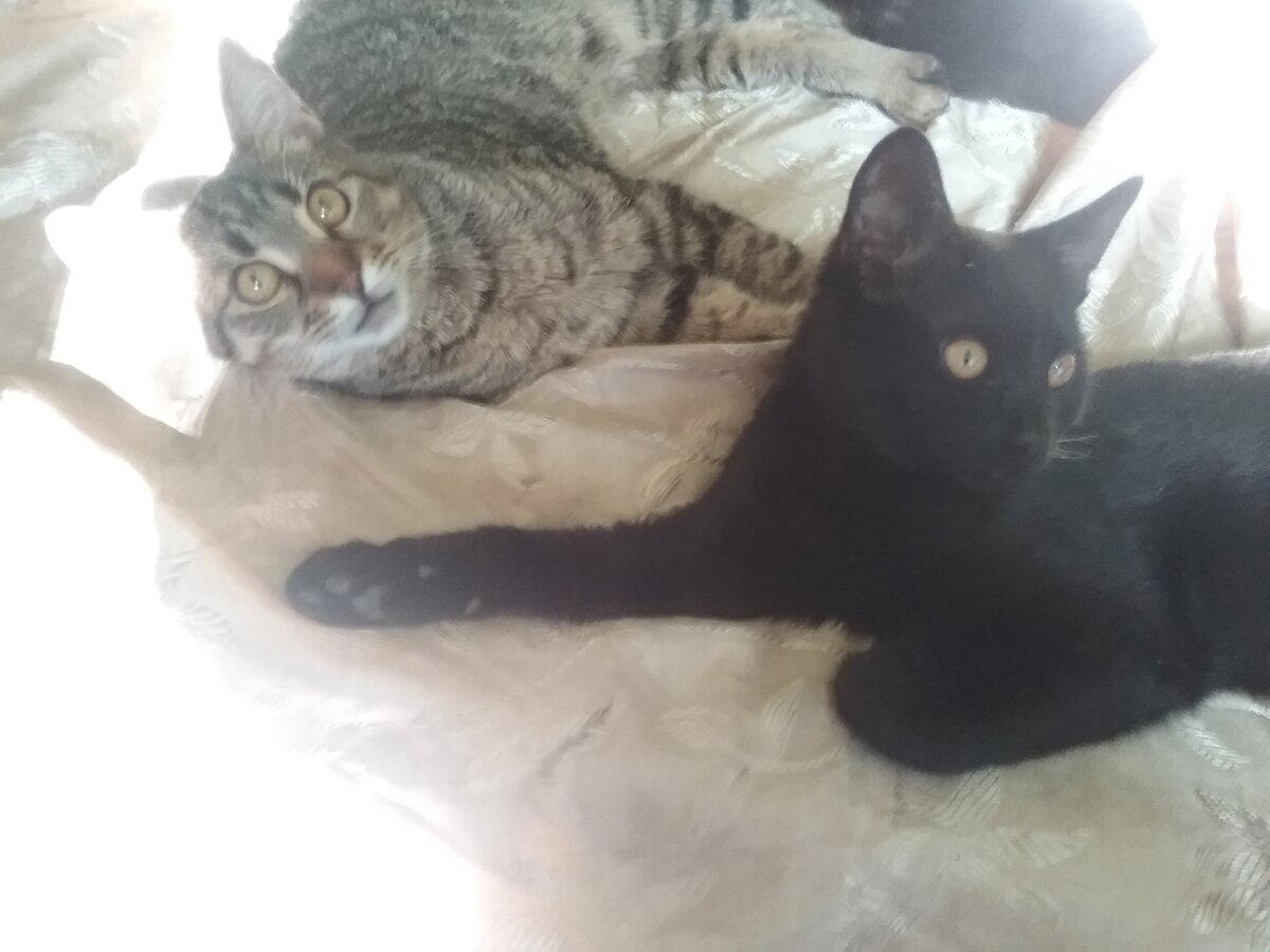 Продолжение поста «КОТОвасия»