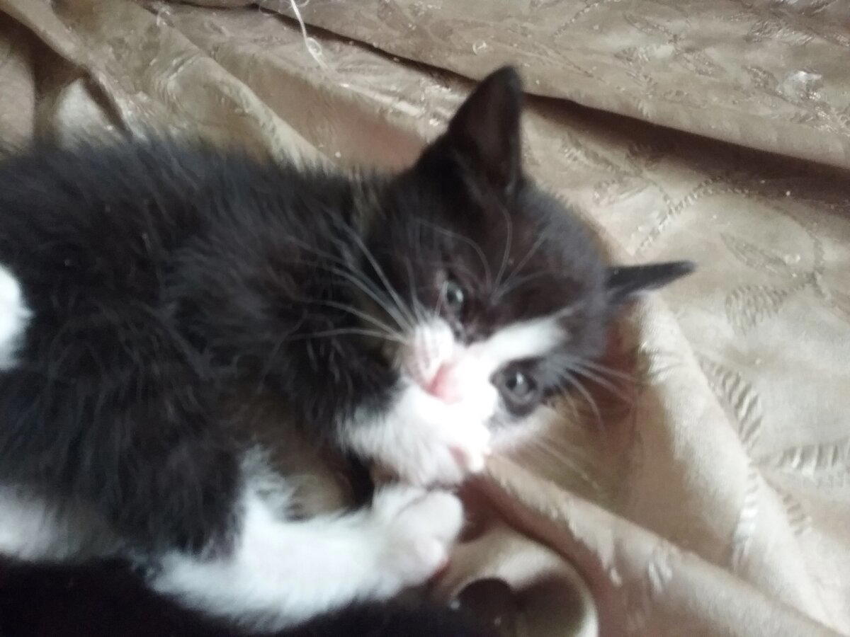 Продолжение поста «КОТОвасия»