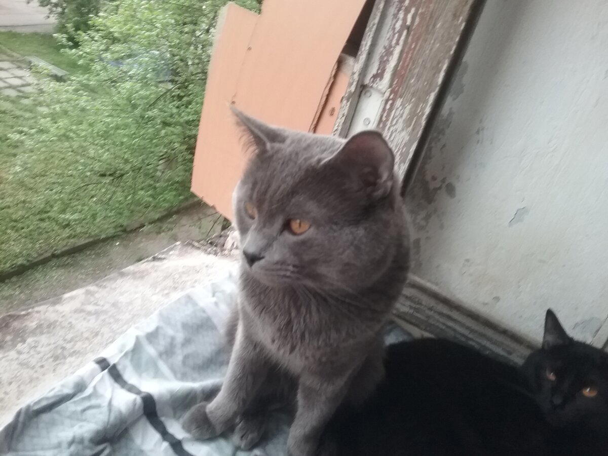 Приют без названия