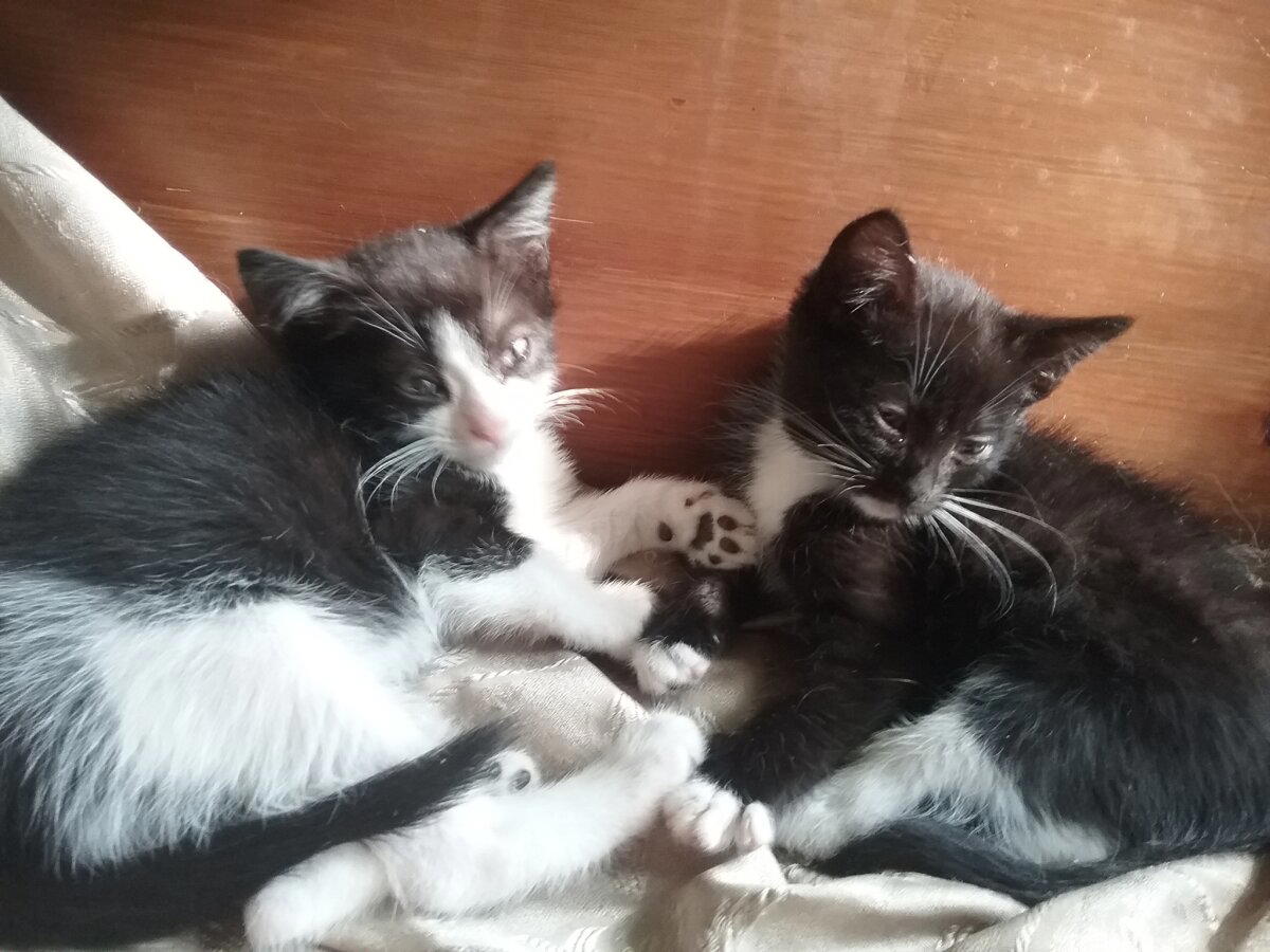Продолжение поста «КОТОвасия»