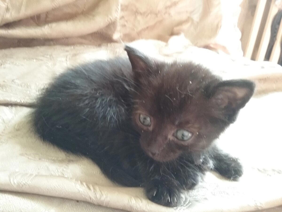 Продолжение поста «КОТОвасия»