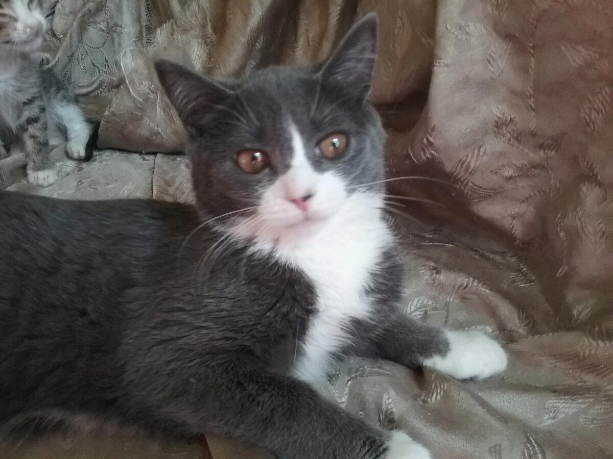 КОТОвасия