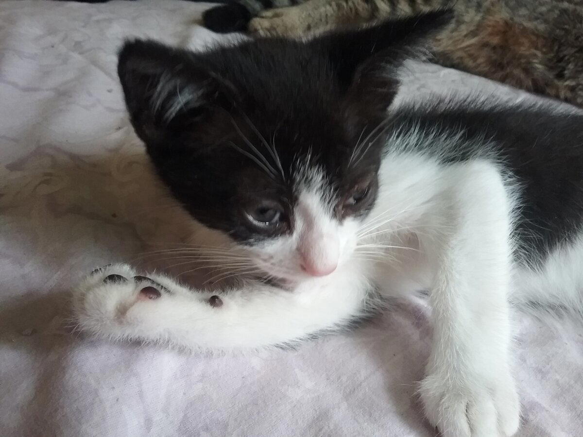 Продолжение поста «КОТОвасия»