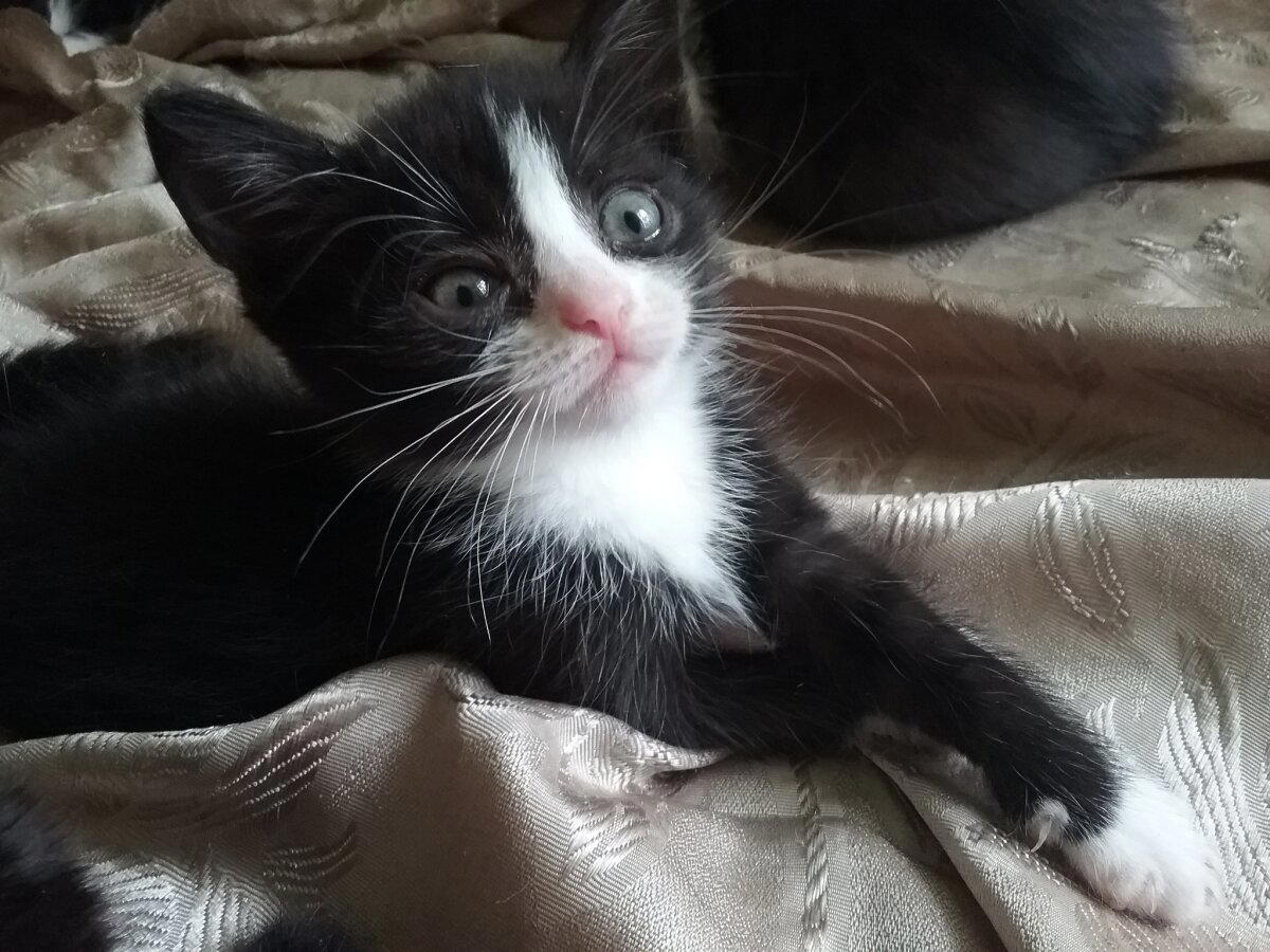 Продолжение поста «КОТОвасия»