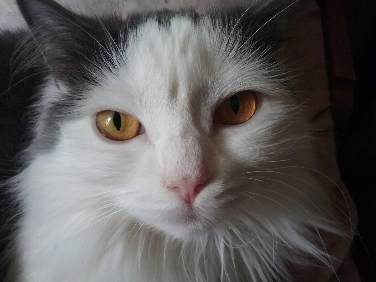 Продолжение поста «Котовасия. Продолжение»