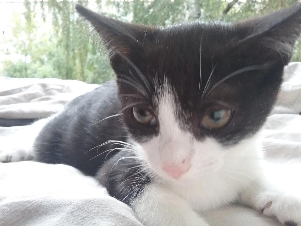Котовасия. Продолжение