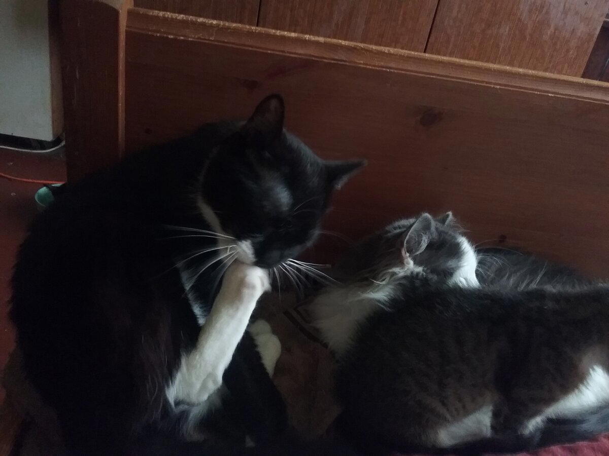Продолжение поста «Котовасия. Продолжение»