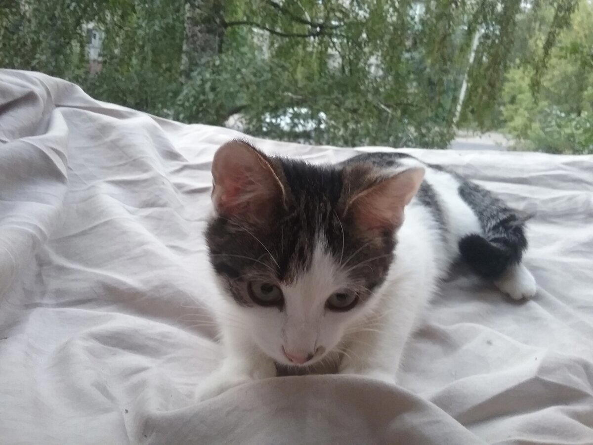 Котовасия. Продолжение