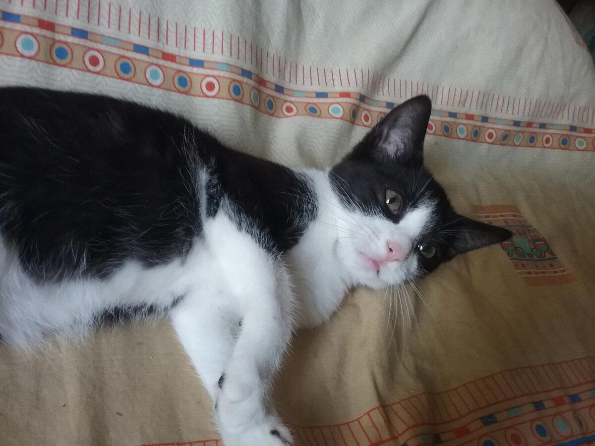 Продолжение поста «Котовасия. Продолжение»