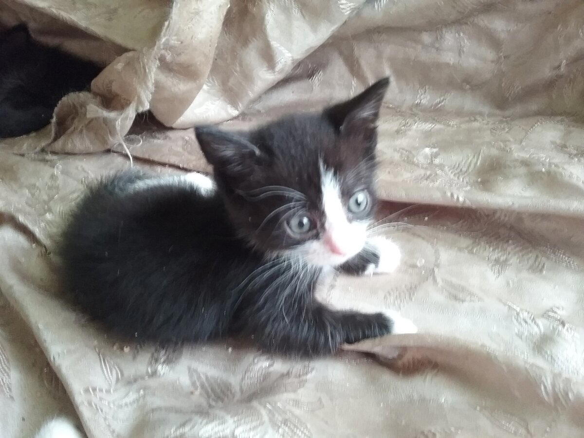 КОТОвасия