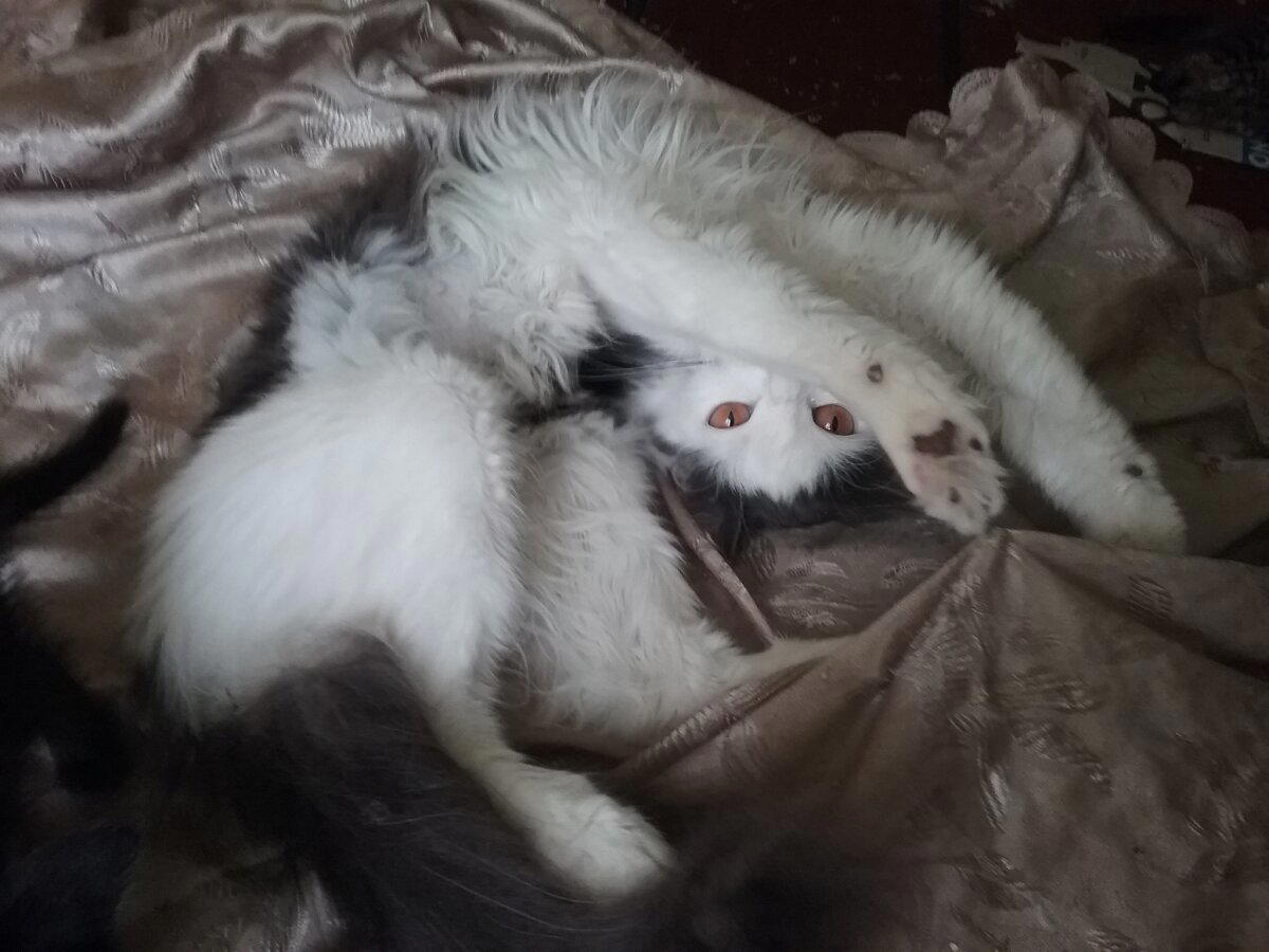 Продолжение поста «Котовасия. Продолжение»