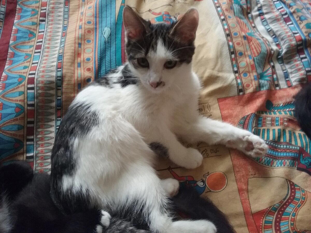 Продолжение поста «Котовасия. Продолжение»