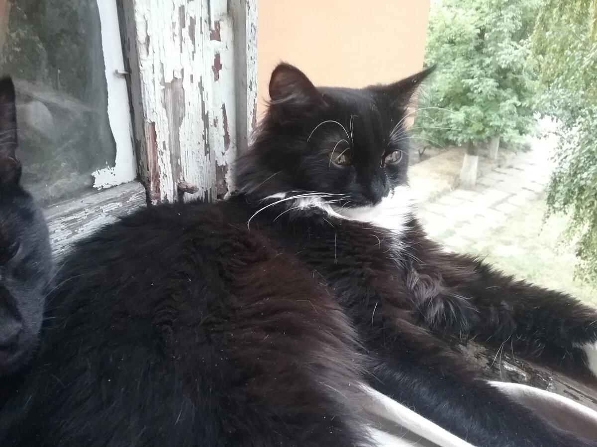 Продолжение поста «Котовасия. Продолжение»