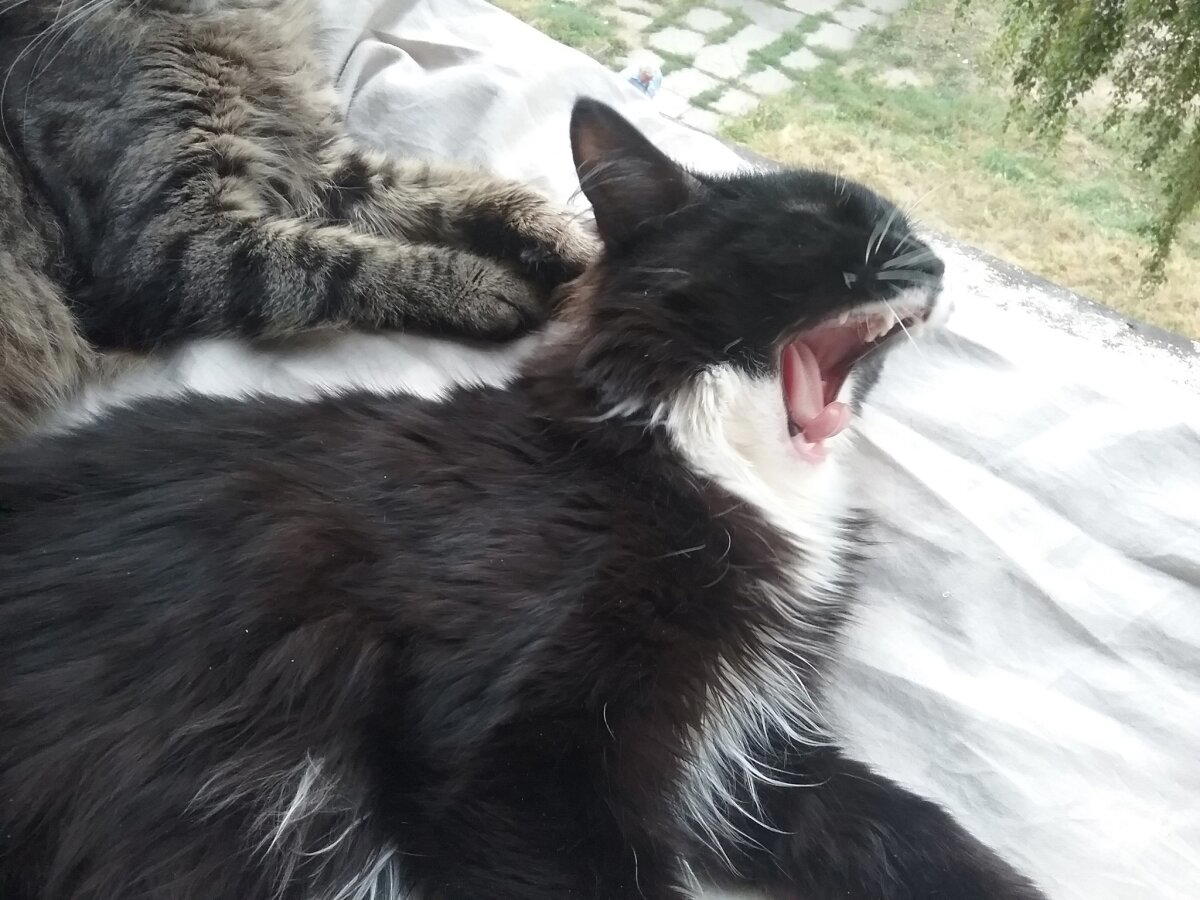 Поющие коты