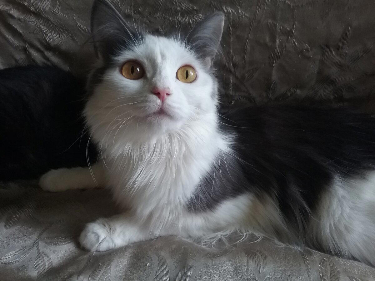 Продолжение поста «Котовасия. Продолжение»