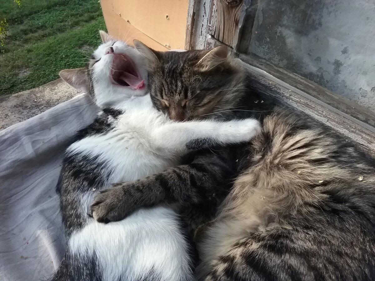 Поющие коты