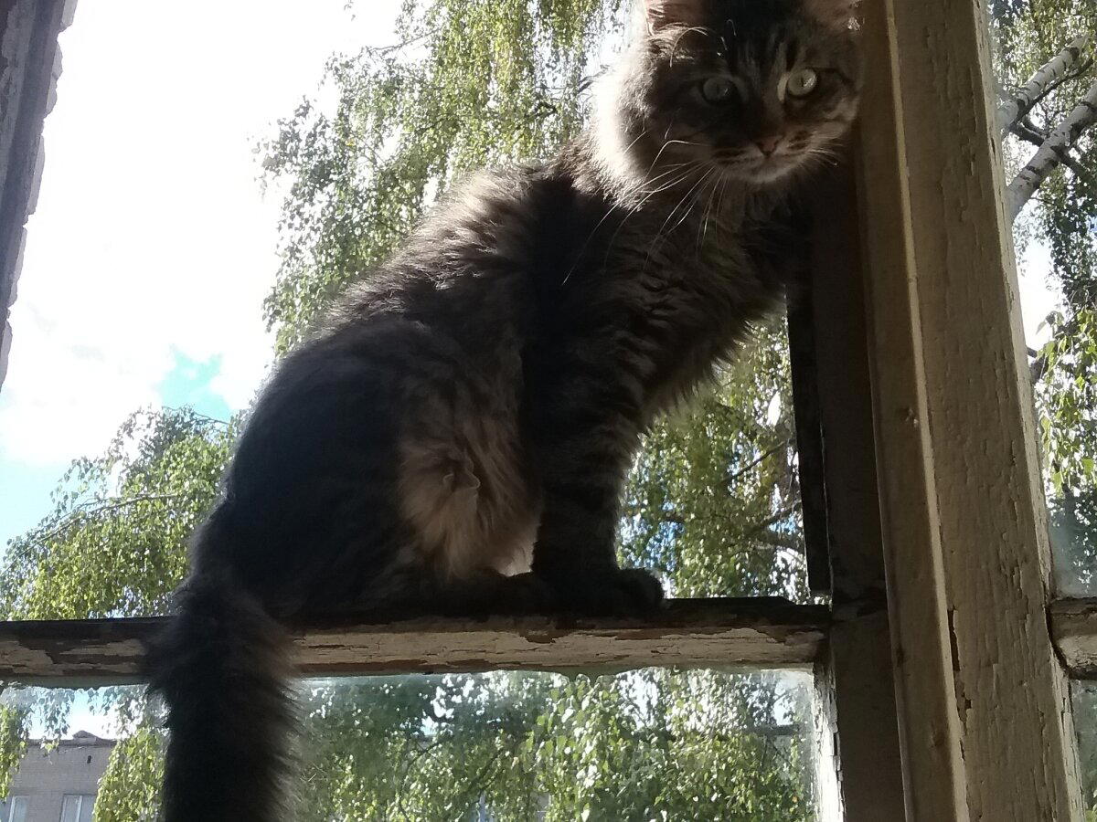 Потому что, мы банда!