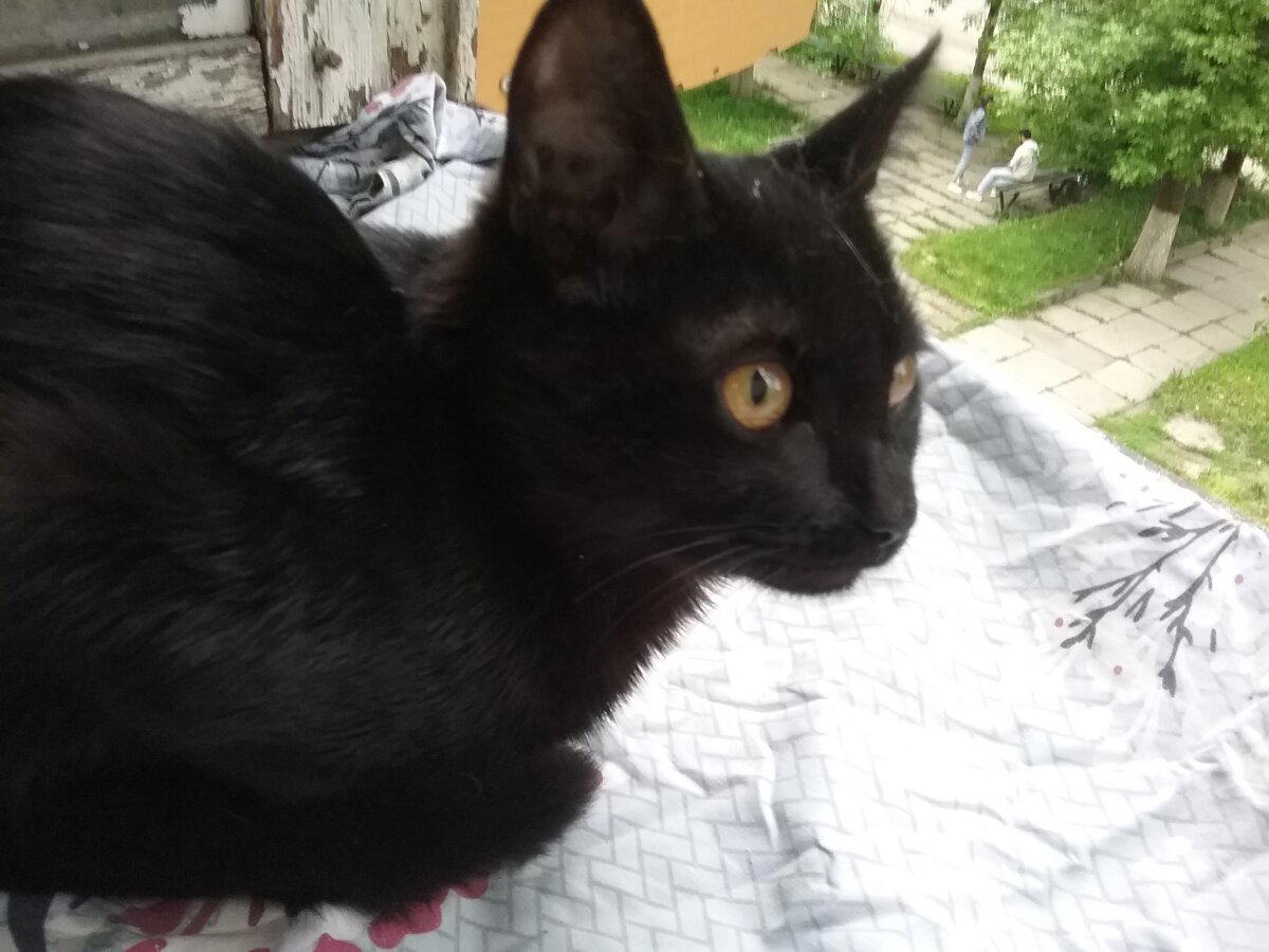 Продолжение поста «Котовасия. Продолжение»