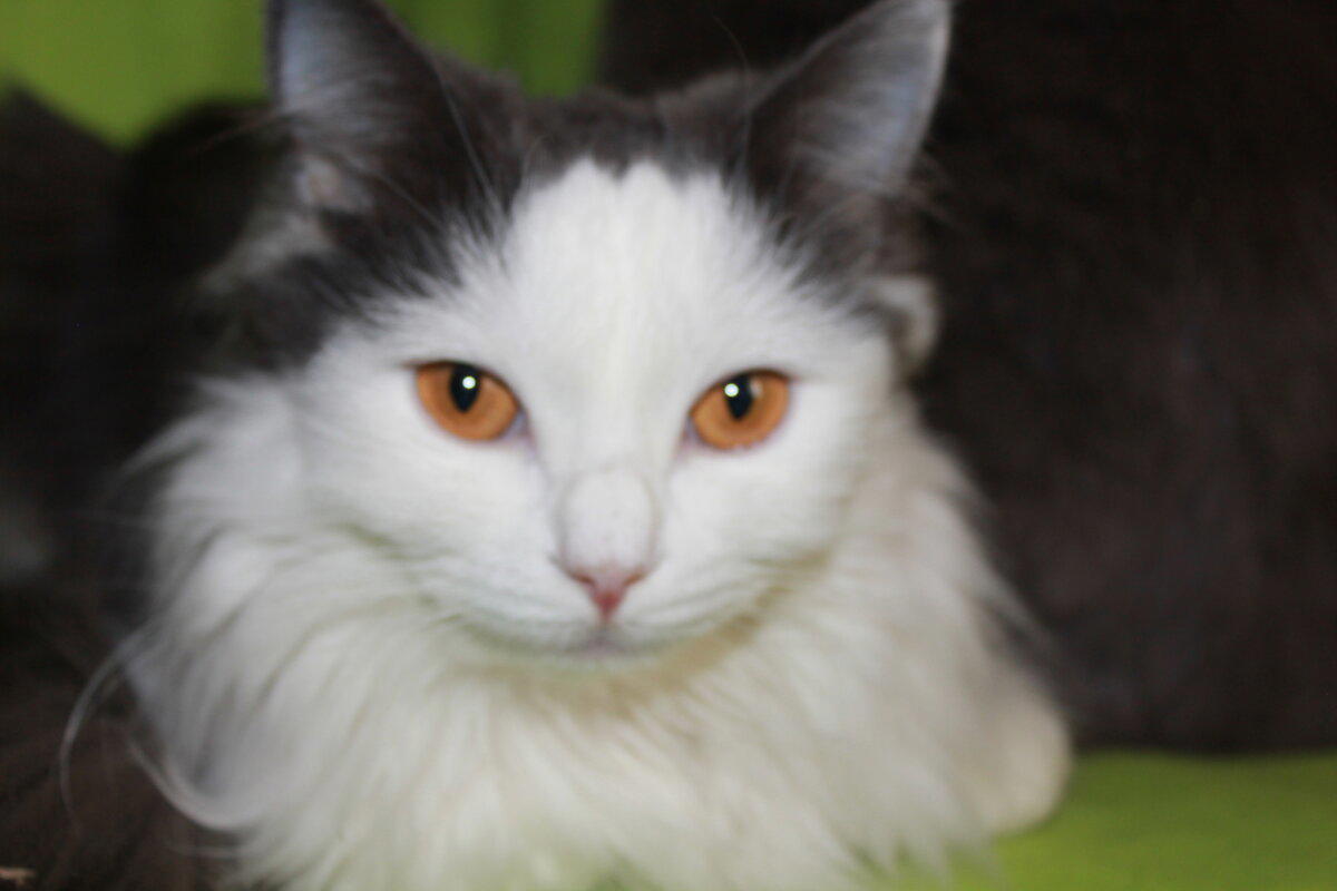 Не баян. Котовасия