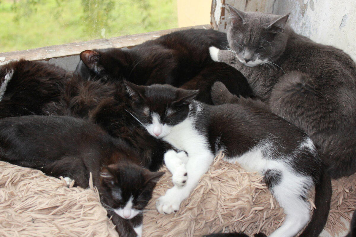 Не баян. Котовасия
