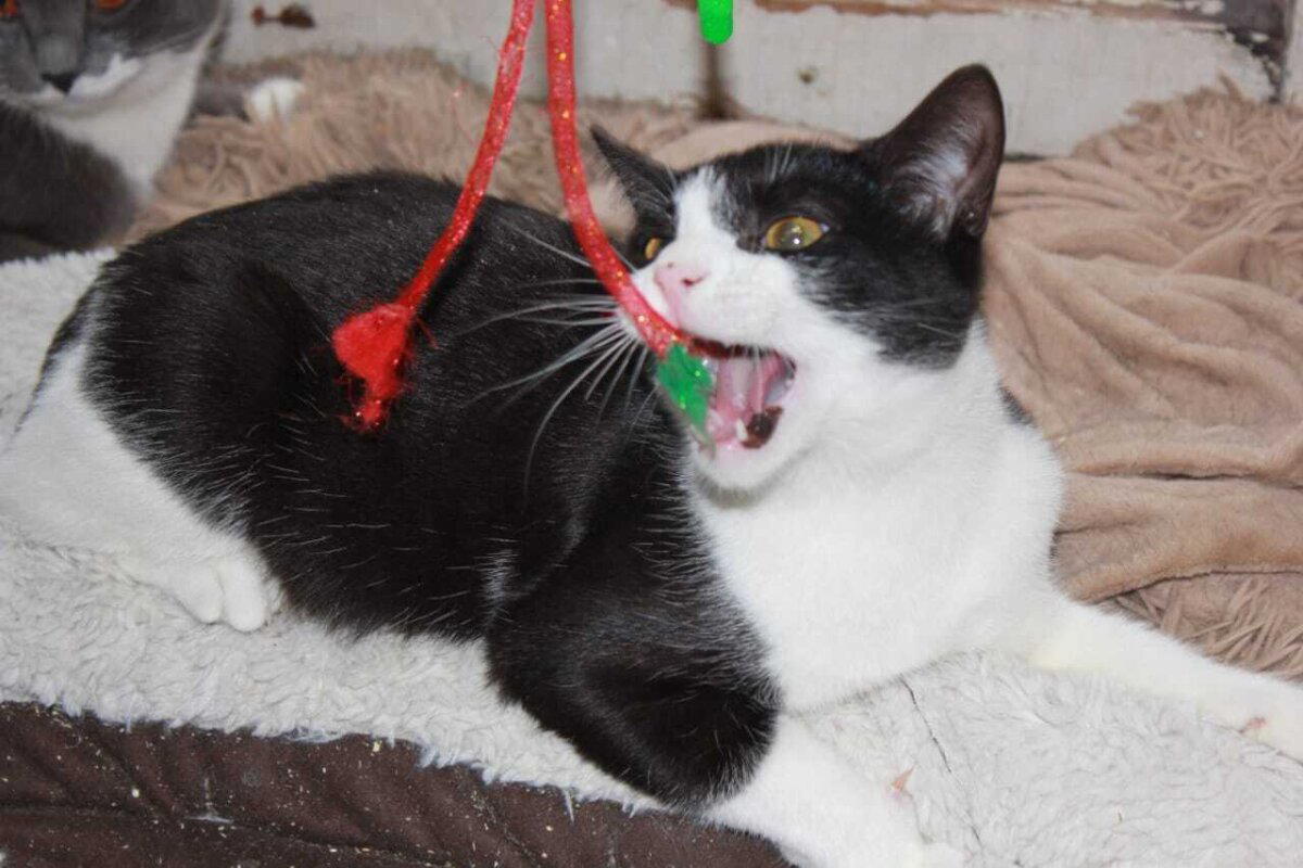 Не состоявшееся укотовление