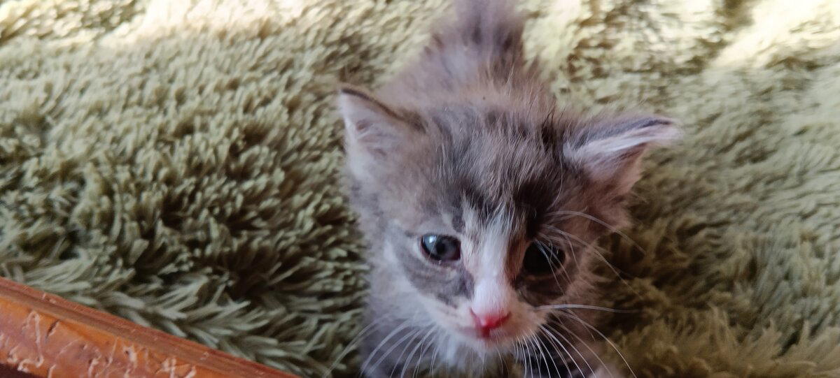 Котята выросли немножко, но есть из блюдца не хотят