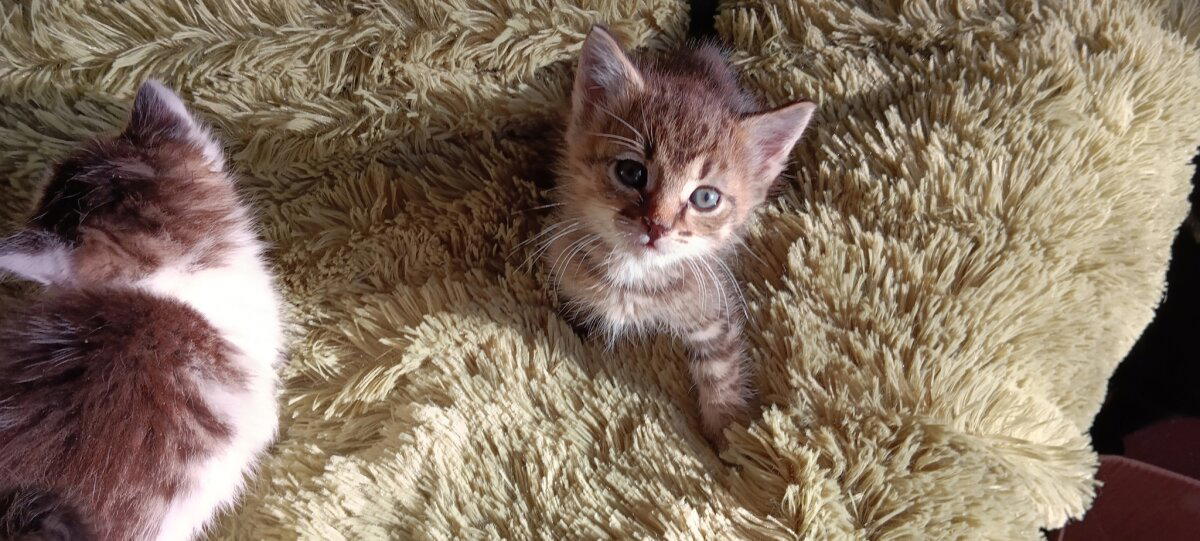Котята выросли немножко, но есть из блюдца не хотят