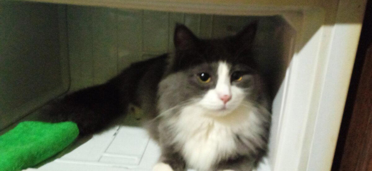 Будни КОТОбанды