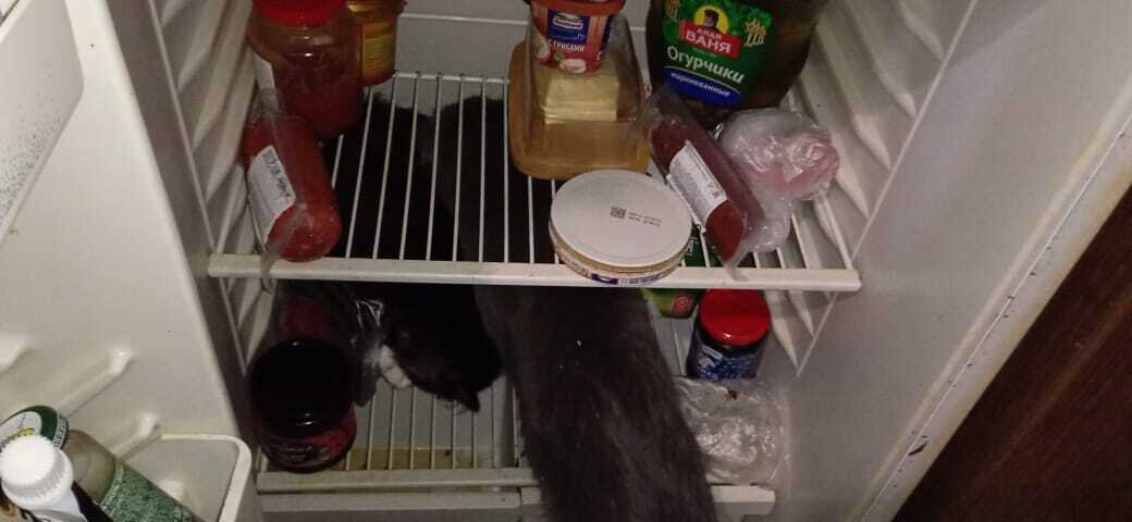 Будни КОТОбанды