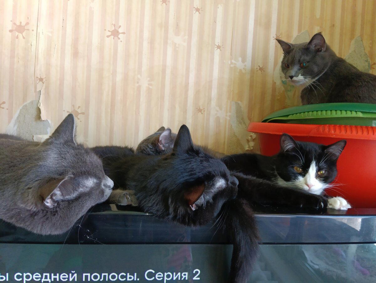 Ответ на пост «Кот на месте»