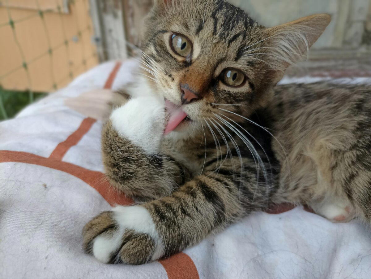 Продолжение поста «Котятам нужен дом»