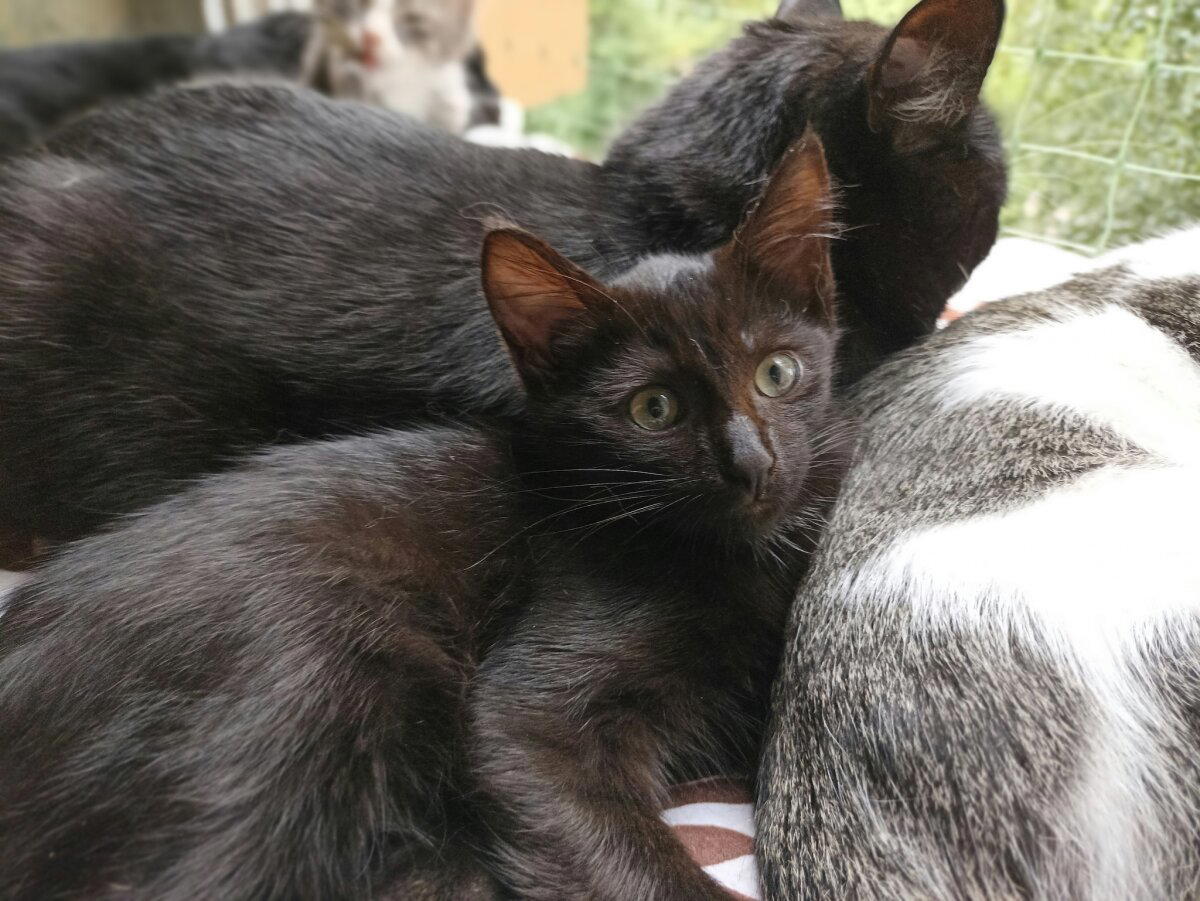 Продолжение поста «Котятам нужен дом»