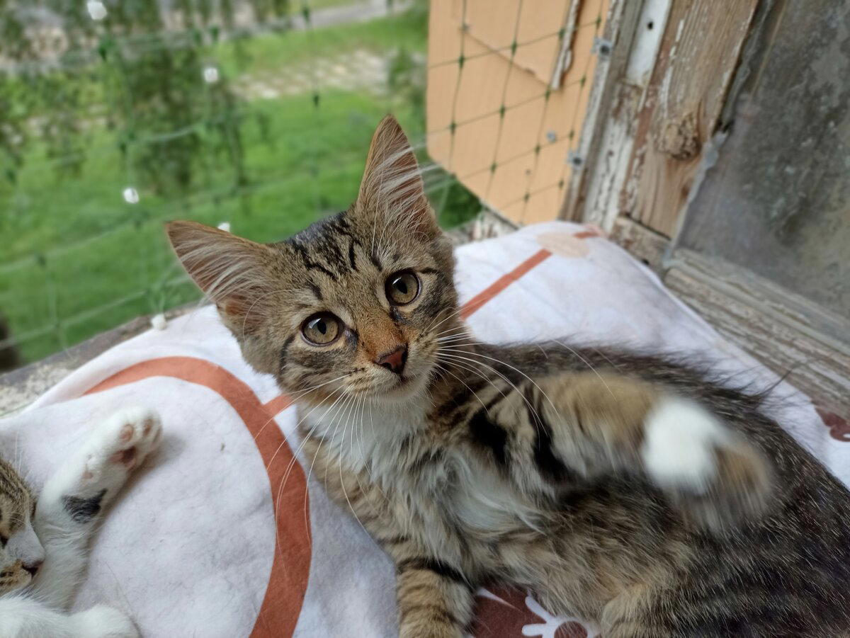 Продолжение поста «Котятам нужен дом»