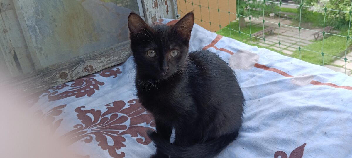 Продолжение поста «Котятам нужен дом»