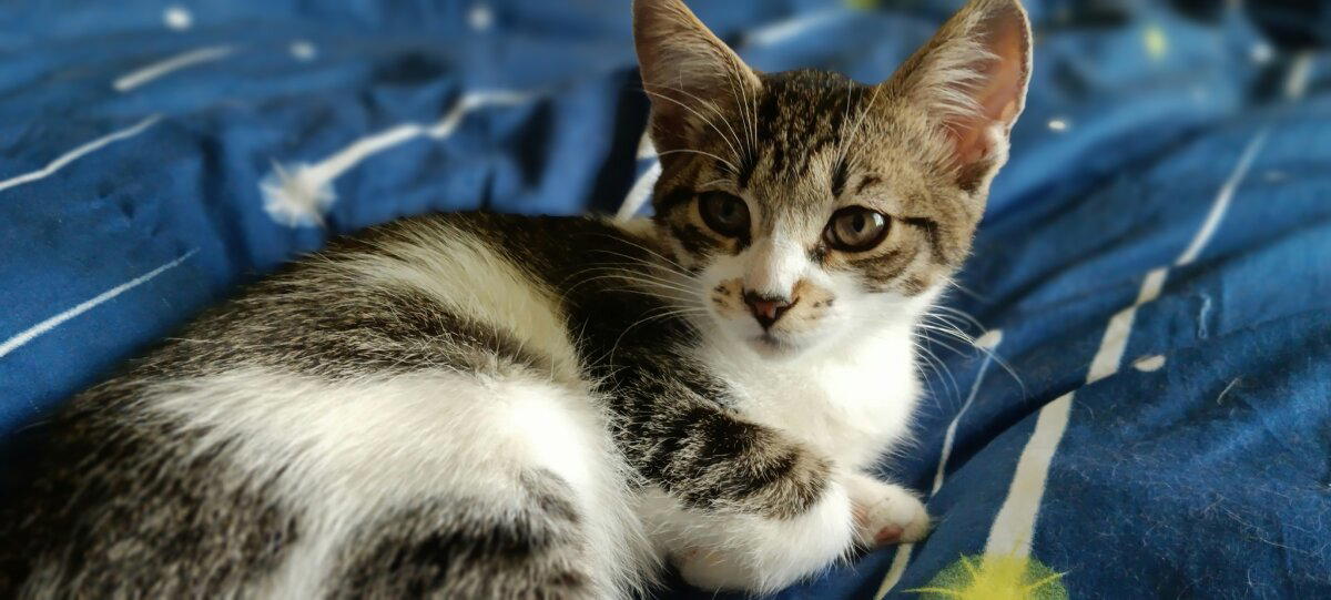 Продолжение поста «Котятам нужен дом»