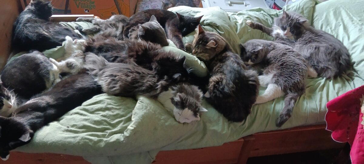 Ответ на пост «Кот на месте»