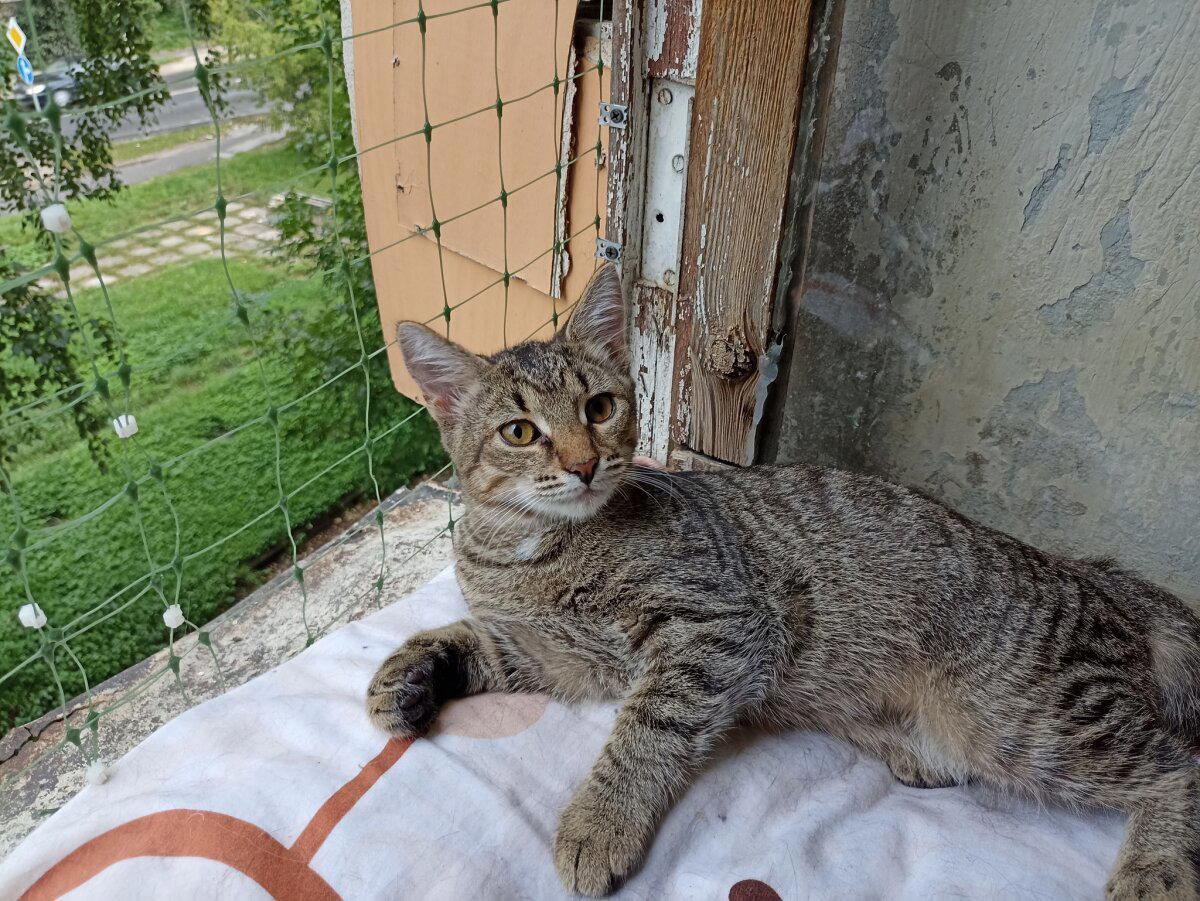 Продолжение поста «Котятам нужен дом»