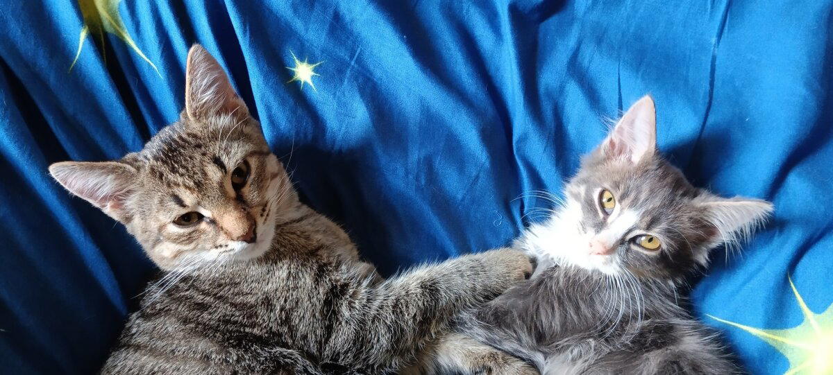 Продолжение поста «Котятам нужен дом»