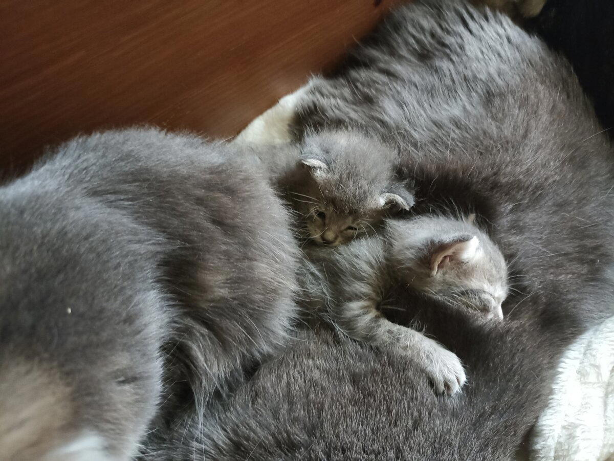 Маленький кусь