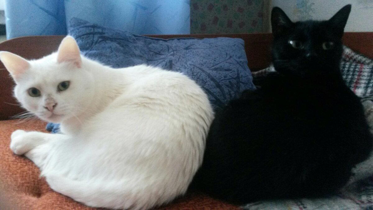 КОТОстрофа