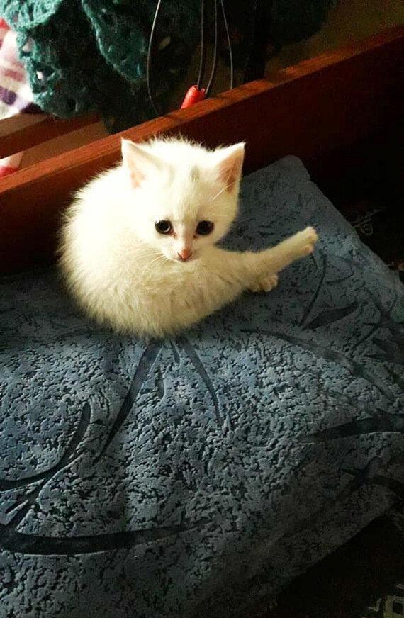 Окорочкот