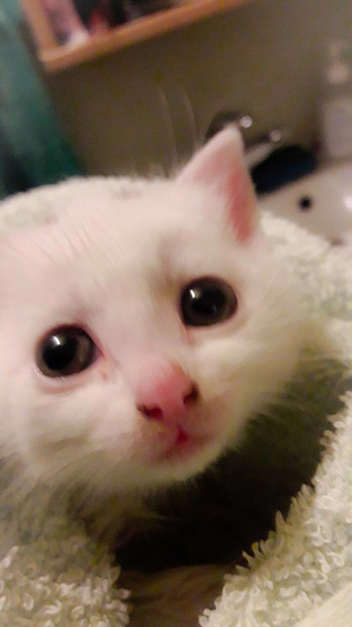 Окорочкот