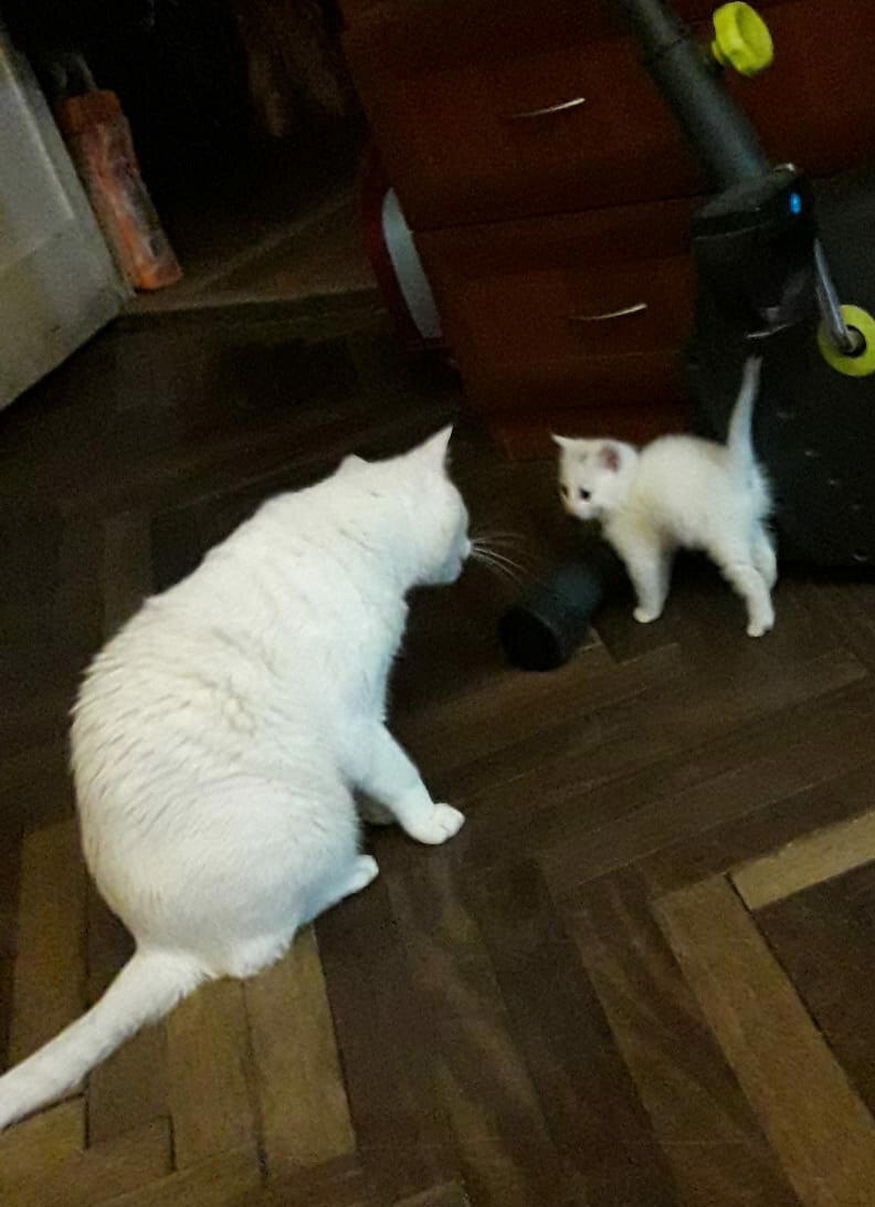 Окорочкот