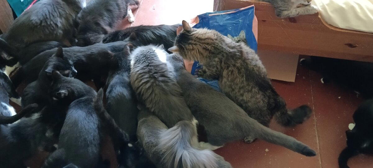 Банда