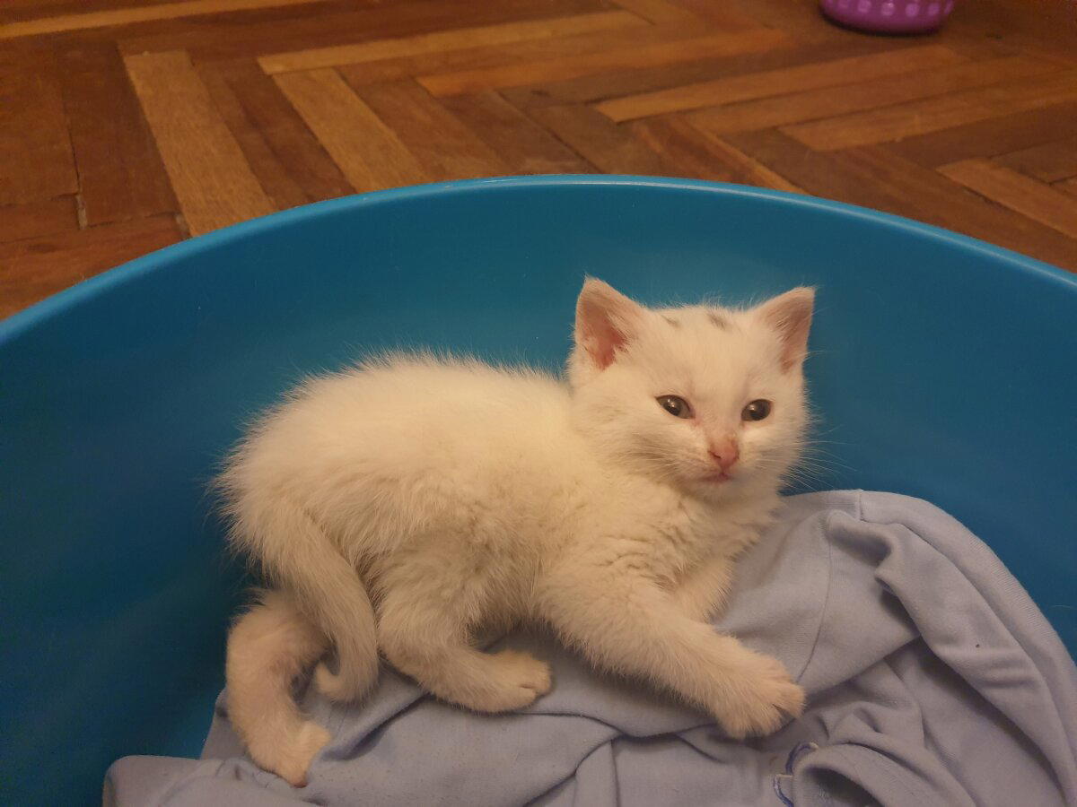 Окорочкот