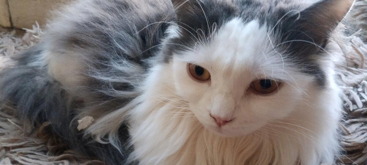 Жизнь кото-Банды в картинках