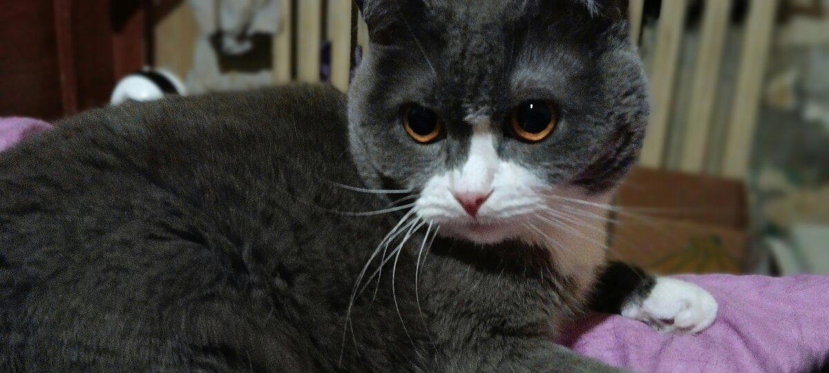 Жизнь кото-Банды в картинках