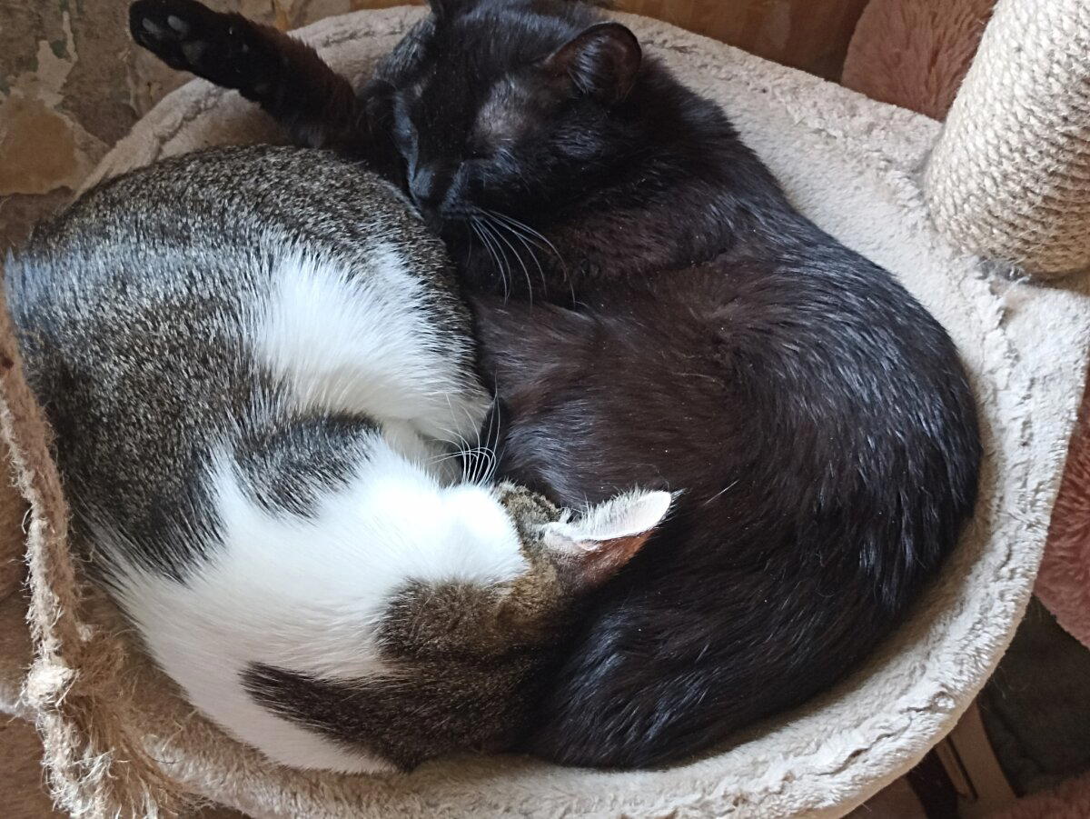 Жизнь кото-Банды в картинках