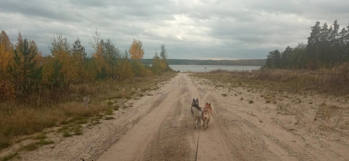 Осеннее